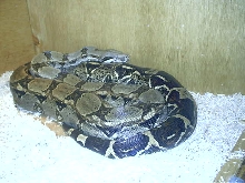 Female Columbian boa.