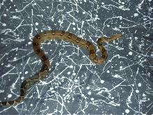 Male pastel boa