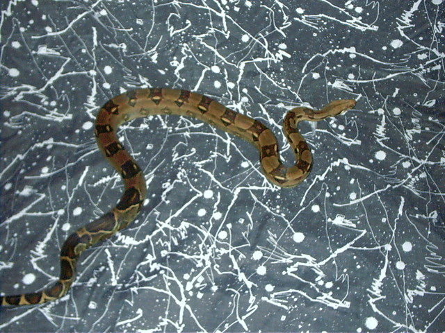 Male pastel boa