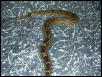 Female columbian boa