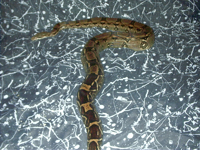 Female columbian boa