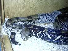 Boa shedding 2