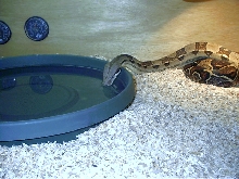 Male boa drinking