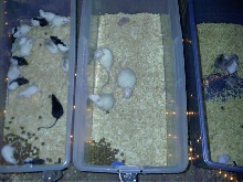 These are the cages for the babies.