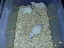 pregnate rats..