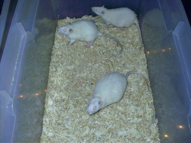 pregnate rats..