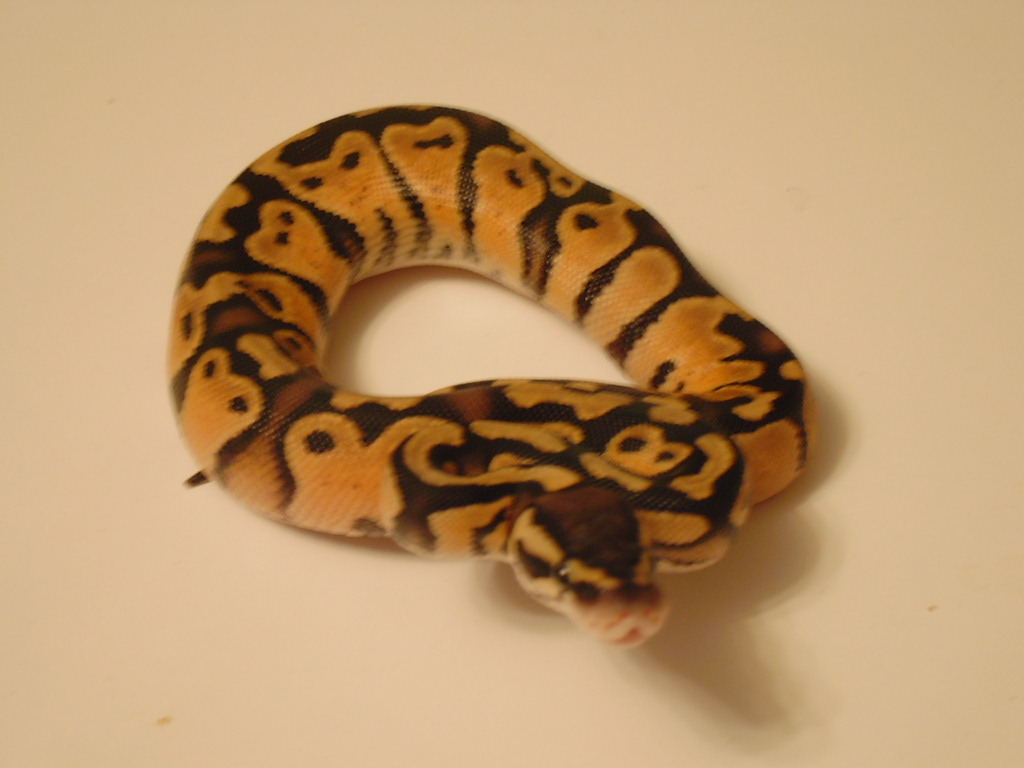 Pastel