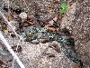 A snake in Thailand