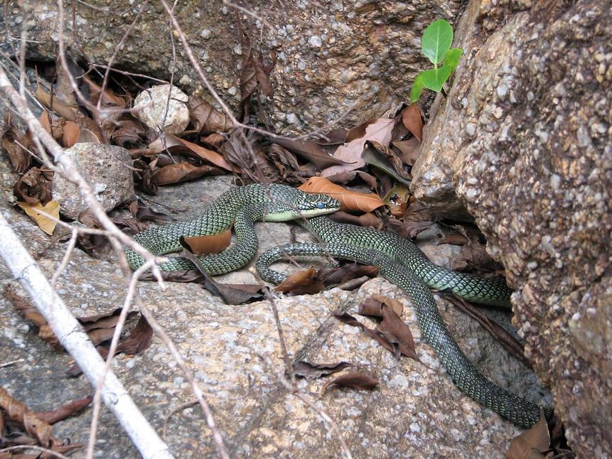 A snake in Thailand