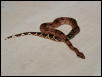 Crimson male.