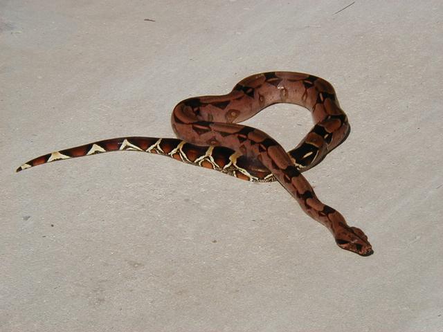 Crimson male.