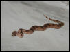 Pink female.
