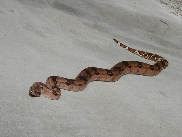 Pink female.