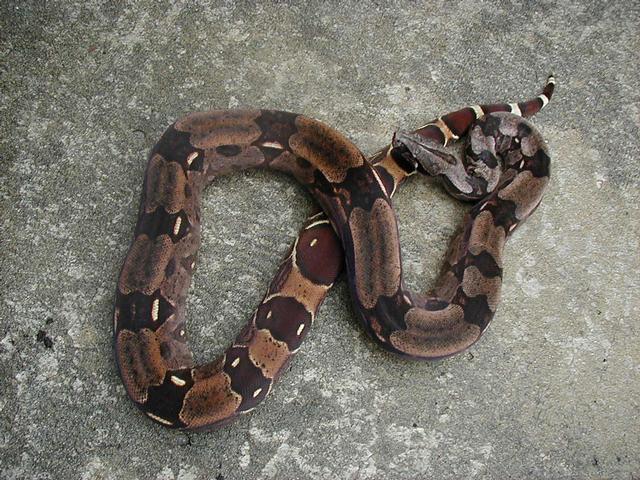 Violet female.