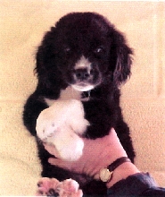 Pound photo of Ace