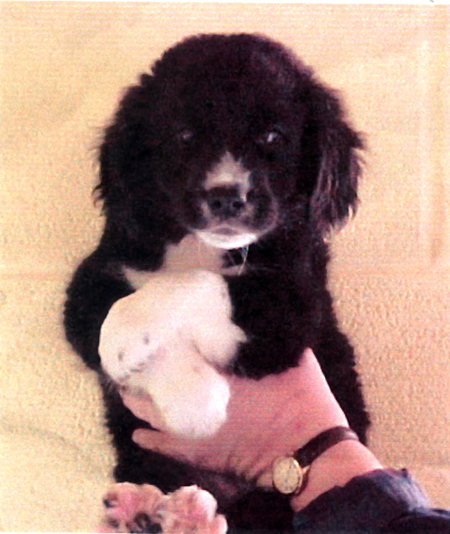 Pound photo of Ace