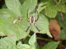 Some kind of orb weaver?