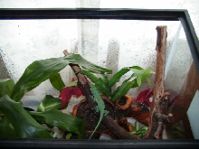 Wizard in his tank