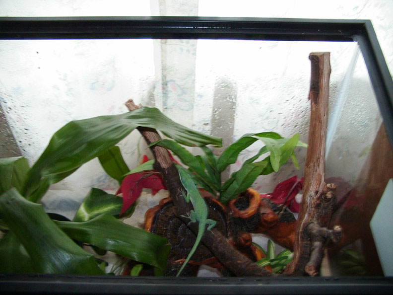 Wizard in his tank