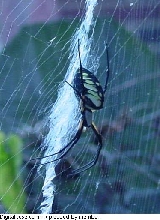 WHAT IS THIS?