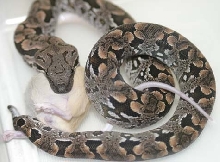 A. Dumerill feeding