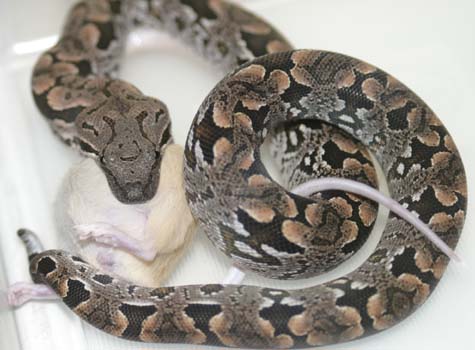 A. Dumerill feeding