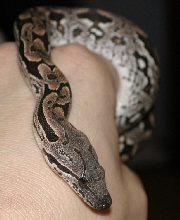 My Dumeril