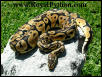 This Beautiful Jungle Pastel was sold to Tom B.