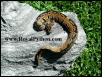 This 50% HET Albino Male was sold to Frank M.