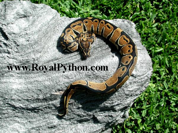 This 50% HET Albino Male was sold to Frank M.