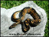 This 50% HET Albino Male was sold to Paul C.