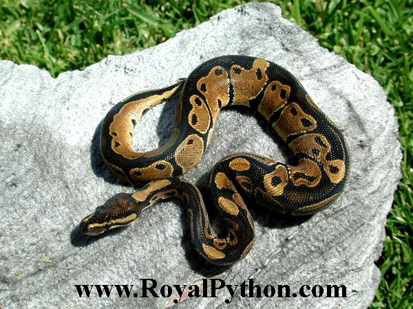 This 50% HET Albino Male was sold to Paul C.