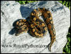 This P. Possible HET for Piebald Male was sold to JAY A.