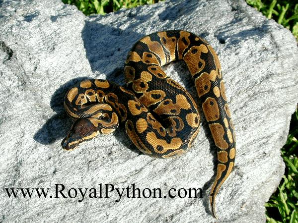 This P. Possible HET for Piebald Male was sold to JAY A.