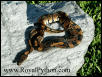 This P. Possible HET for Piebald Male was sold to JAY A.