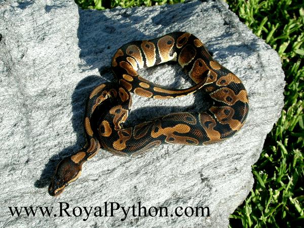 This P. Possible HET for Piebald Male was sold to JAY A.