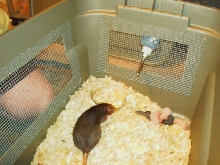 Inside of cheap cage