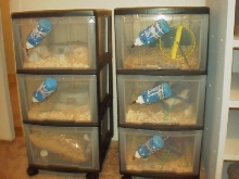 Mouse hotel