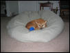Artemis' beanbag