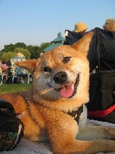 Artemis outdoor concert