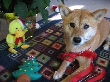 Artemis Christmas 2006