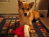 Artemis Holiday 2004