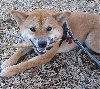 stick