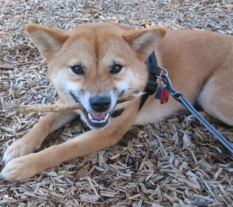 stick