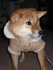 Artemis coat 1