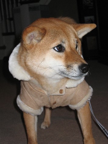 Artemis coat 1