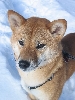 Artemis snow 1