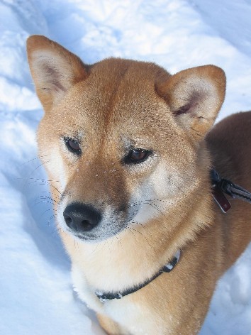Artemis snow 1