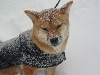 Artemis snow 4