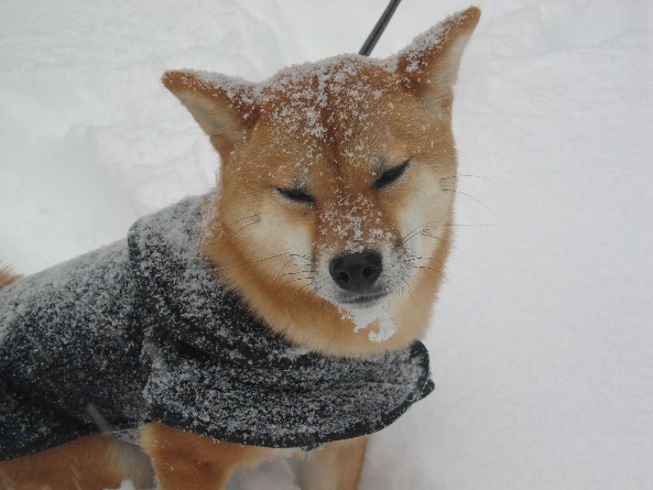 Artemis snow 4